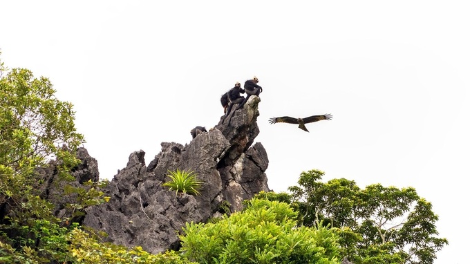 Endangered langurs on Cat Ba - 4