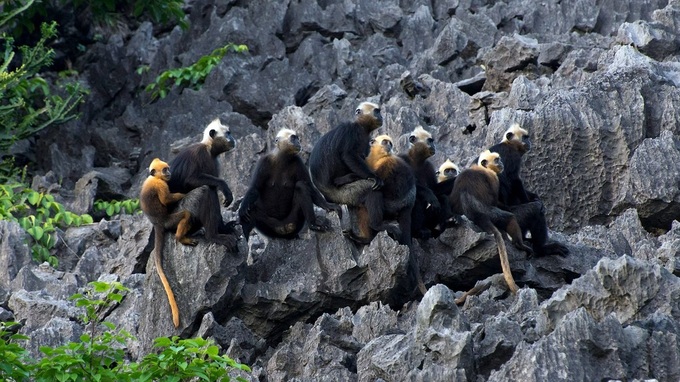 Endangered langurs on Cat Ba - 5