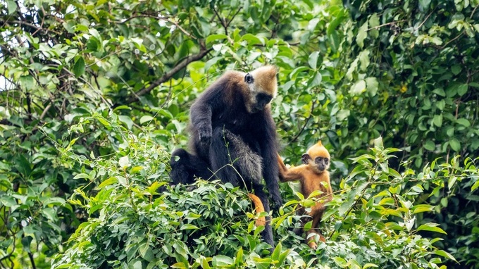 Endangered langurs on Cat Ba - 3