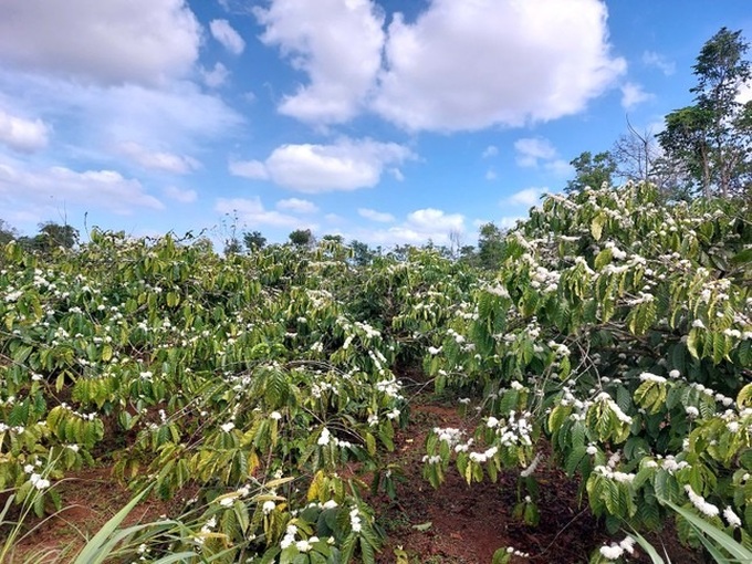 Coffee flowers start blooming in Dak Lak - 3