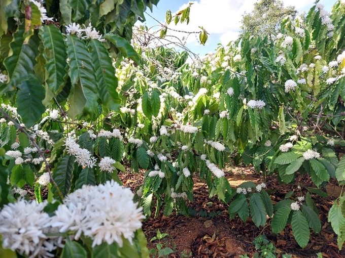 Coffee flowers start blooming in Dak Lak - 7