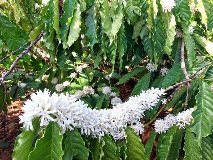 Coffee flowers start blooming in Dak Lak - 6