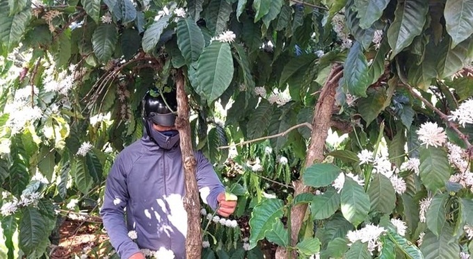 Coffee flowers start blooming in Dak Lak - 4