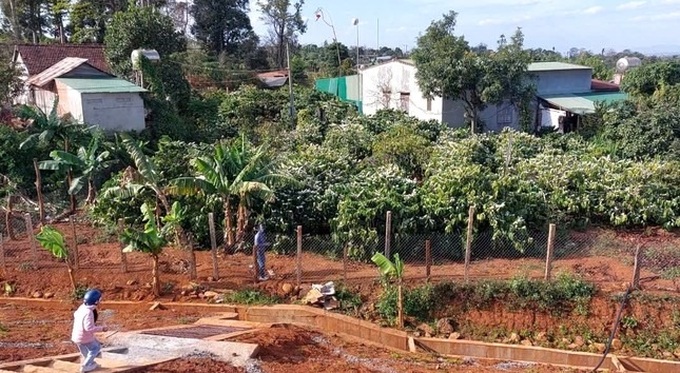 Coffee flowers start blooming in Dak Lak - 5