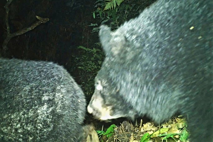 Endangered Asiatic black bears spotted in Nghe An forests - 1