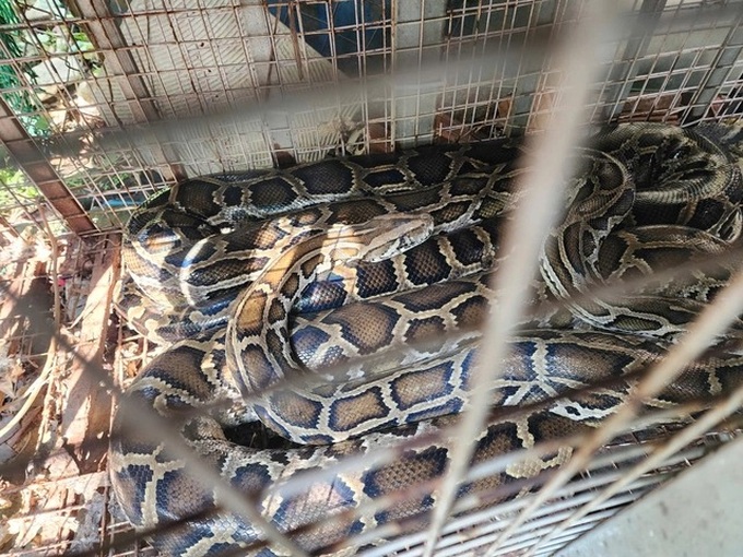 HCM City residents hand over three reticulated pythons - 1