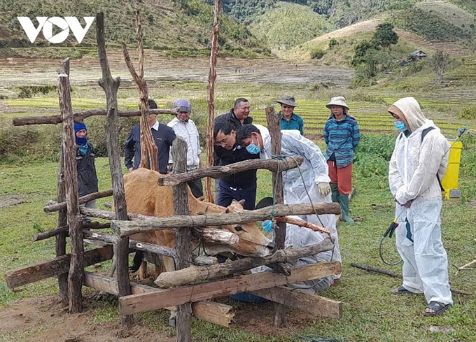 Foot and mouth disease spread among Kon Tum cattle - 1