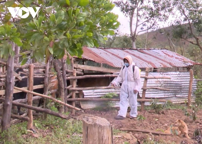 Foot and mouth disease spread among Kon Tum cattle - 2