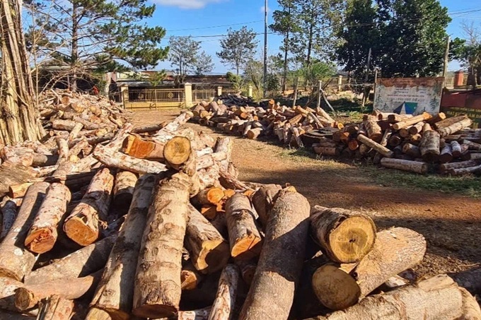 Hundreds of trees destroyed in Dak Nong protective forest - 1