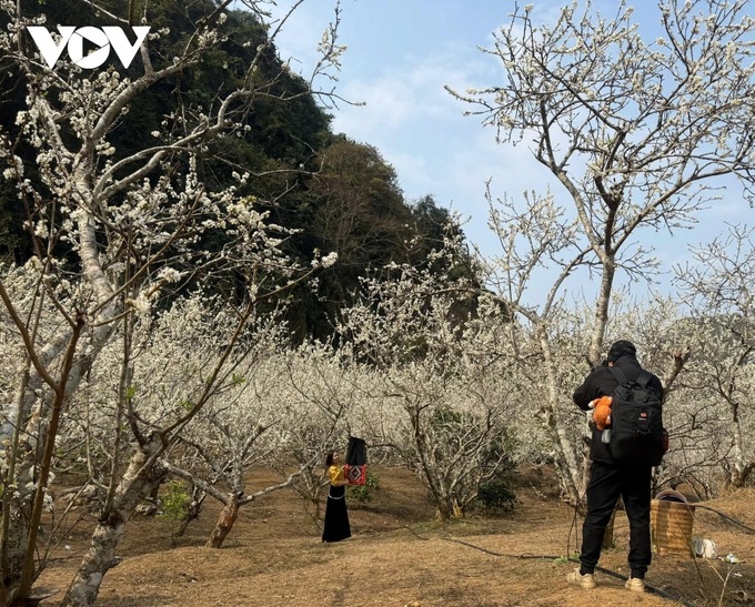 Plum blossom season in Son La - 5