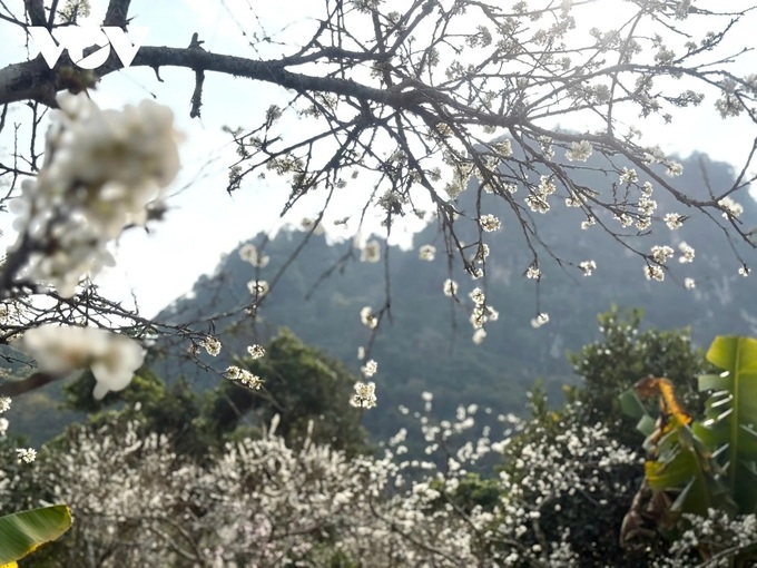 Plum blossom season in Son La - 1