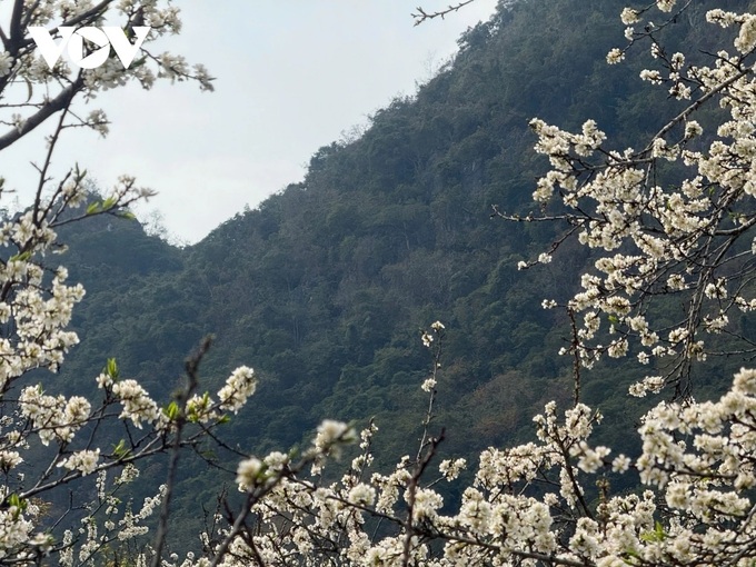 Plum blossom season in Son La - 6