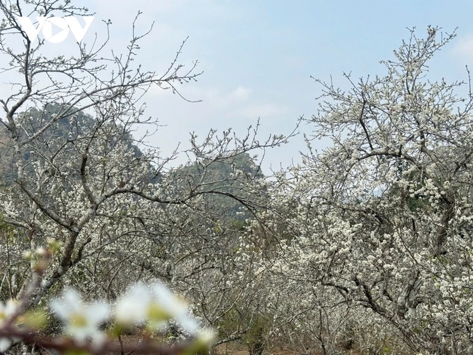 Plum blossom season in Son La - 2