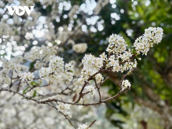 Plum blossom season in Son La - 3