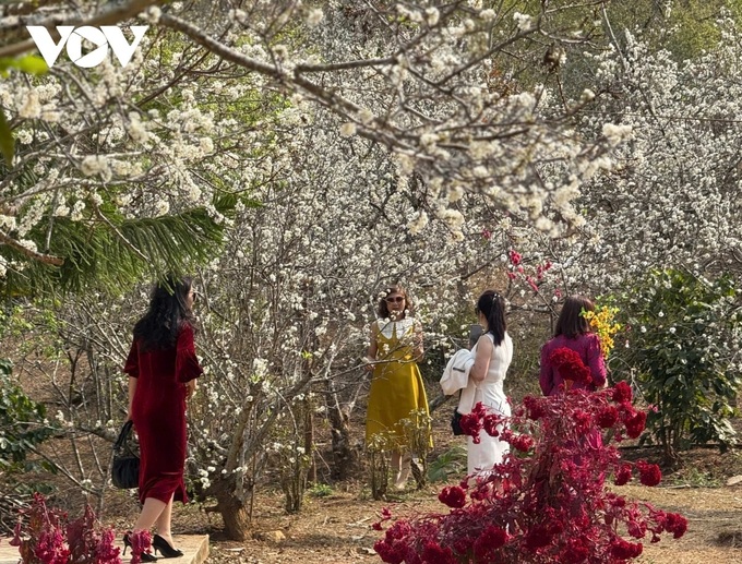 Plum blossom season in Son La - 4