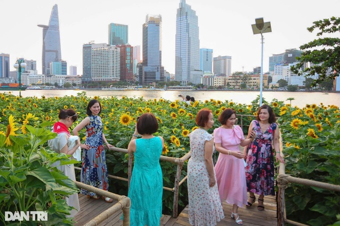 Sunflower field by Saigon River attracts visitors - 1