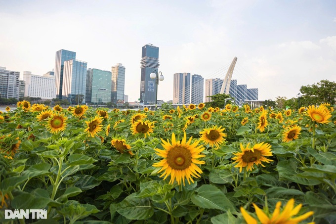 Sunflower field by Saigon River attracts visitors - 4