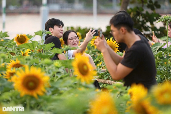 Sunflower field by Saigon River attracts visitors - 2