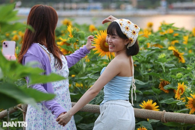 Sunflower field by Saigon River attracts visitors - 6