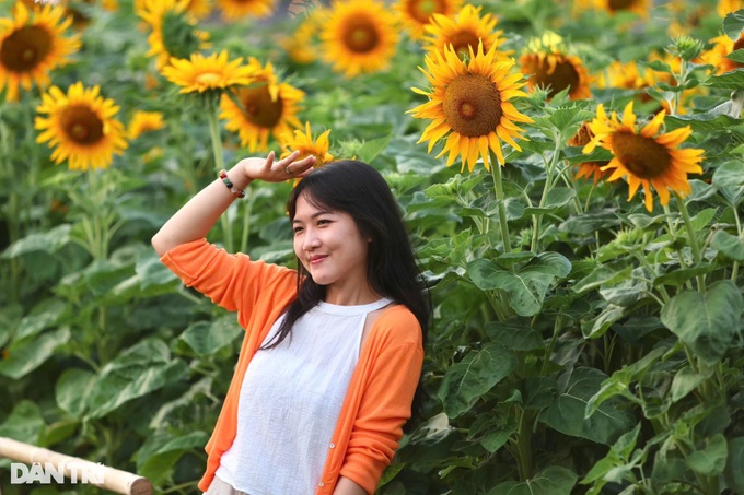 Sunflower field by Saigon River attracts visitors - 5