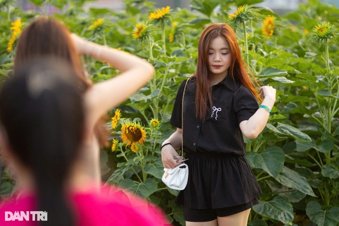 Sunflower field by Saigon River attracts visitors - 3