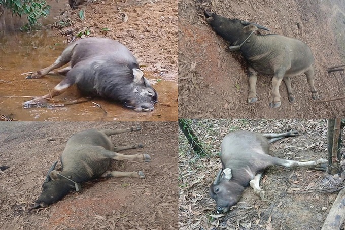 Many buffaloes die from suspected hemorrhagic septicemia in Quang Tri - 1