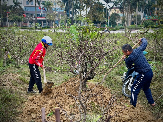 Ha Tinh peach growers back to work after Tet - 5