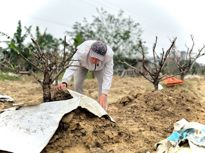 Ha Tinh peach growers back to work after Tet - 7