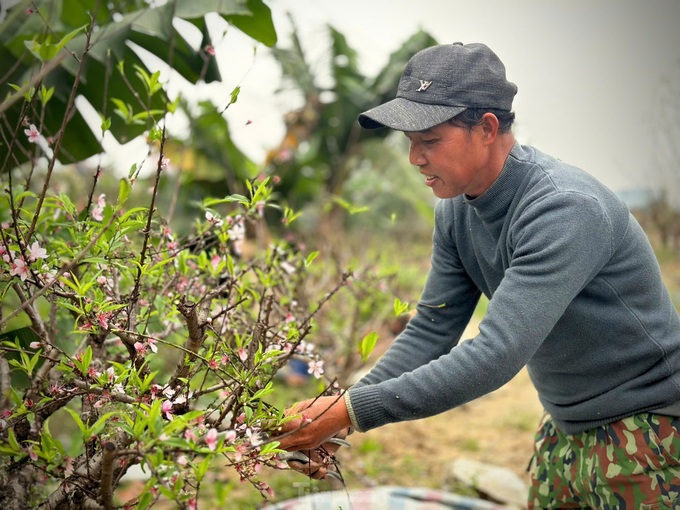 Ha Tinh peach growers back to work after Tet - 6