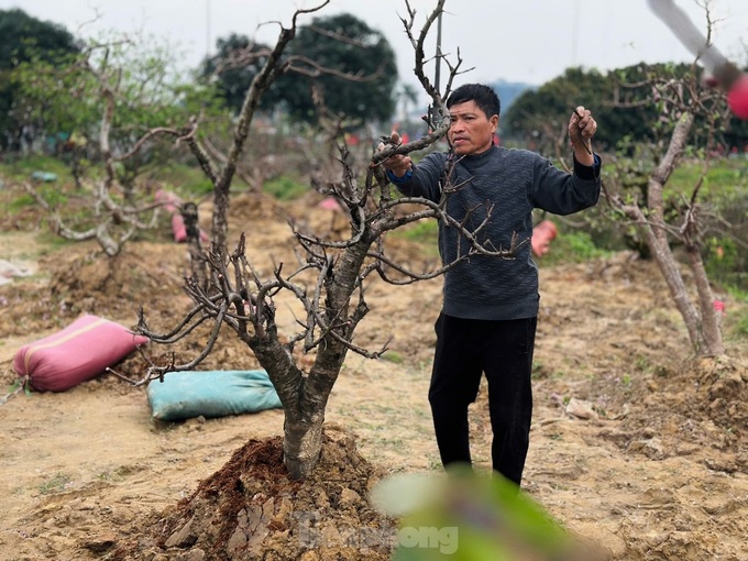 Ha Tinh peach growers back to work after Tet - 3