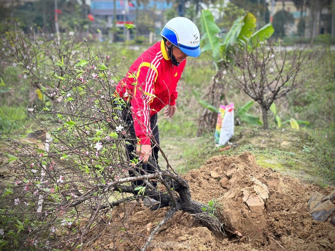 Ha Tinh peach growers back to work after Tet - 1