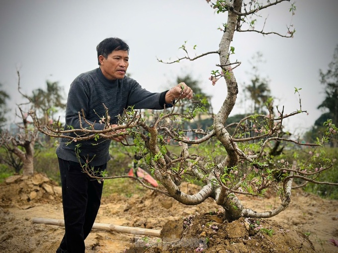 Ha Tinh peach growers back to work after Tet - 2