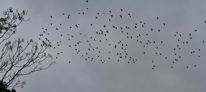 Birds ravage Ha Tinh paddy fields - 1