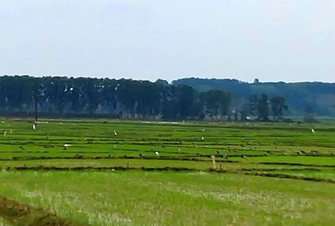 Birds ravage Ha Tinh paddy fields - 2