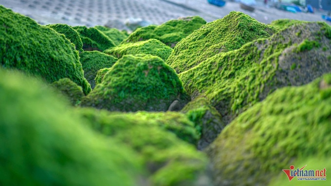 Quy Nhon's green moss-covered rocky shore proves popular - 3