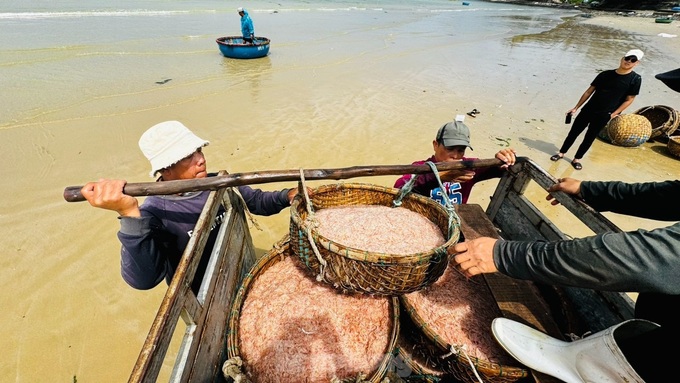 Quang Ngai fishermen enjoy good shrimp catch - 1