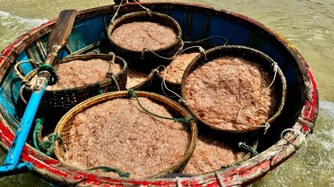 Quang Ngai fishermen enjoy good shrimp catch - 4