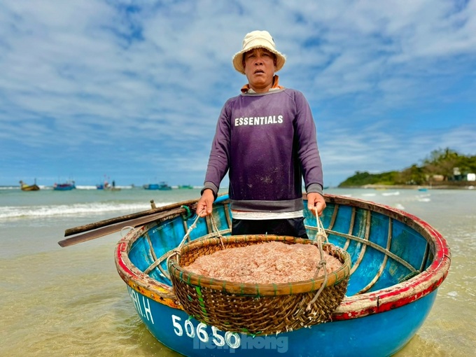 Quang Ngai fishermen enjoy good shrimp catch - 5