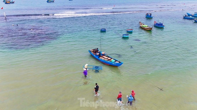 Quang Ngai fishermen enjoy good shrimp catch - 2