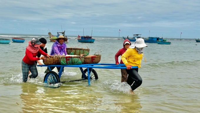 Quang Ngai fishermen enjoy good shrimp catch - 7