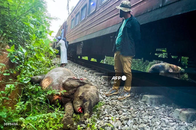 Sri Lanka train derailed after smashing into elephants - 2