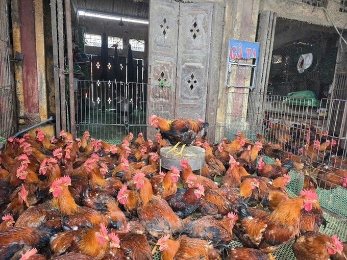 Hanoi's large poultry market faces avian flu outbreak risk - 2