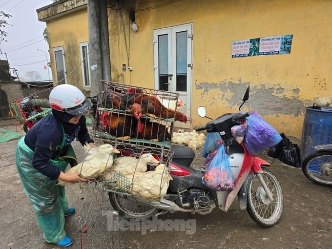 Hanoi's large poultry market faces avian flu outbreak risk - 3