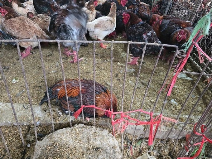 Hanoi's large poultry market faces avian flu outbreak risk - 5