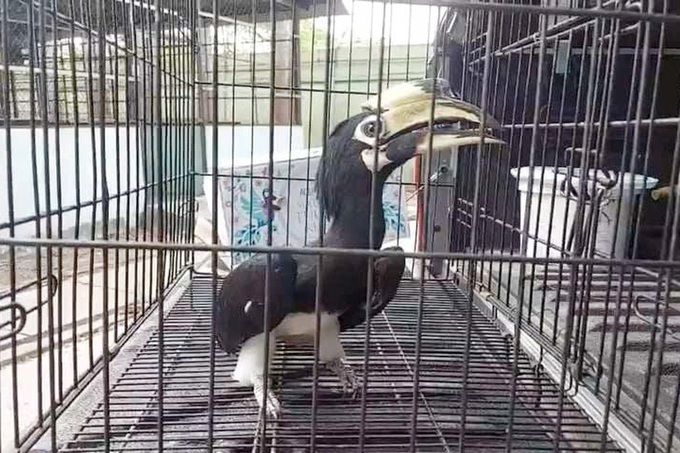 HCM City residents voluntarily hand over rare birds - 1