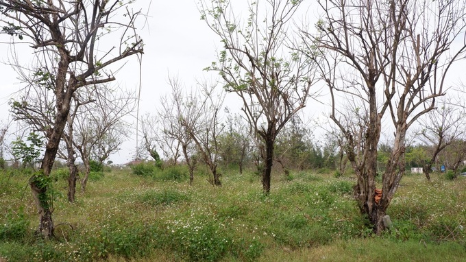 Danang park remains on paper for nearly two decades - 2