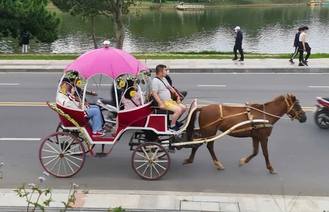 Horse-drawn carriages banned around Da Lat lake - 1