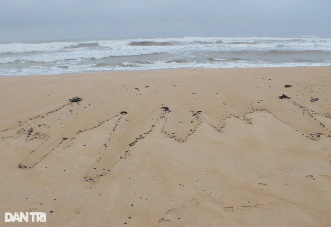 Beaches at Lang Co Bay severely polluted - 2