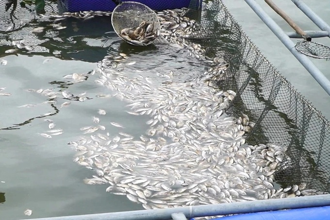 Mass fish die-off reported in Quang Nam river - 1