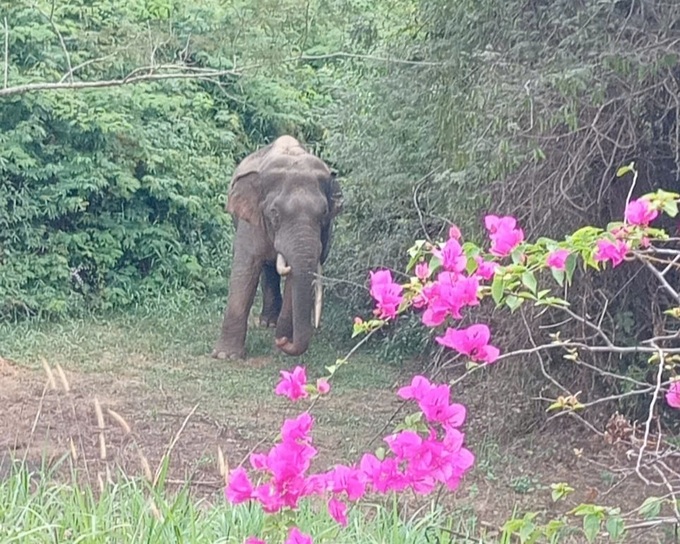 Rare Asian elephant spotted in Dong Nai - 1